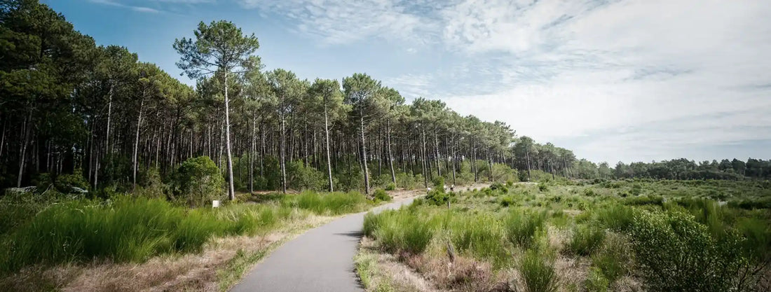 Découvrez la Vélodyssée dans les Landes : une aventure à vélo entre océan et forêt